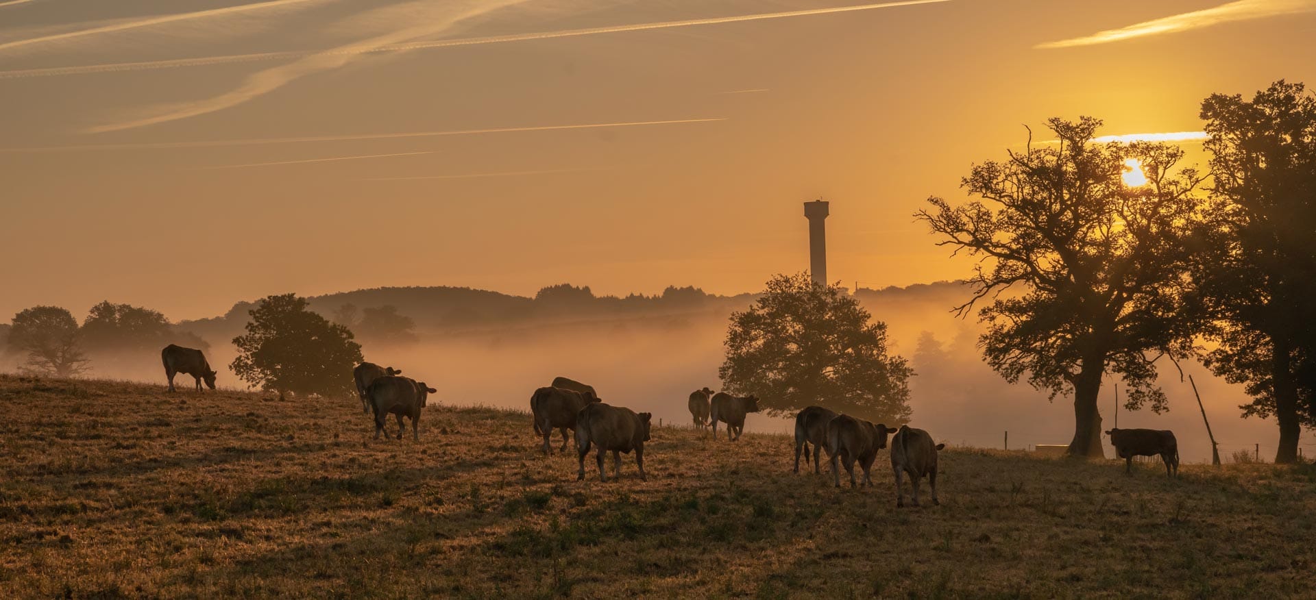 Dairy cows grazing at sunset — support whole milk in schools